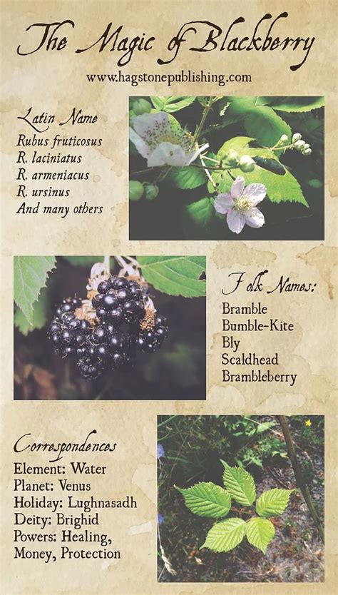 Blackberry Potion Making: Harnessing the Essence of Nature in Mystic Witchcraft
